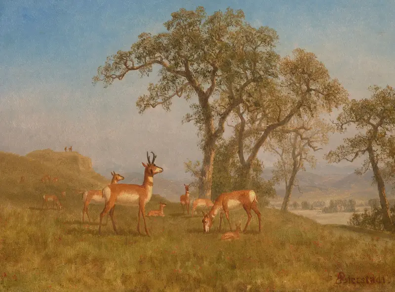 Weidende Antilope von Albert Bierstadt