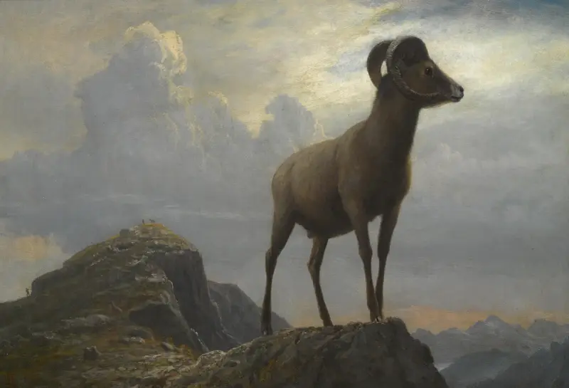 Study Of A Bighorn Ram av Albert Bierstadt