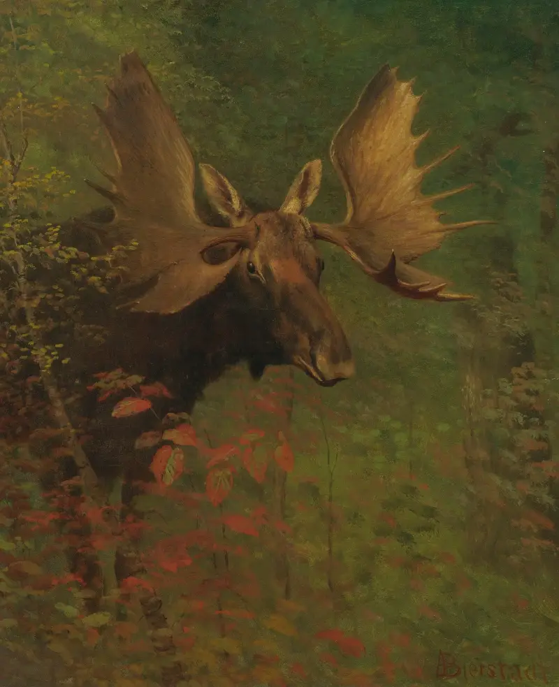 Studie eines Elches von Albert Bierstadt