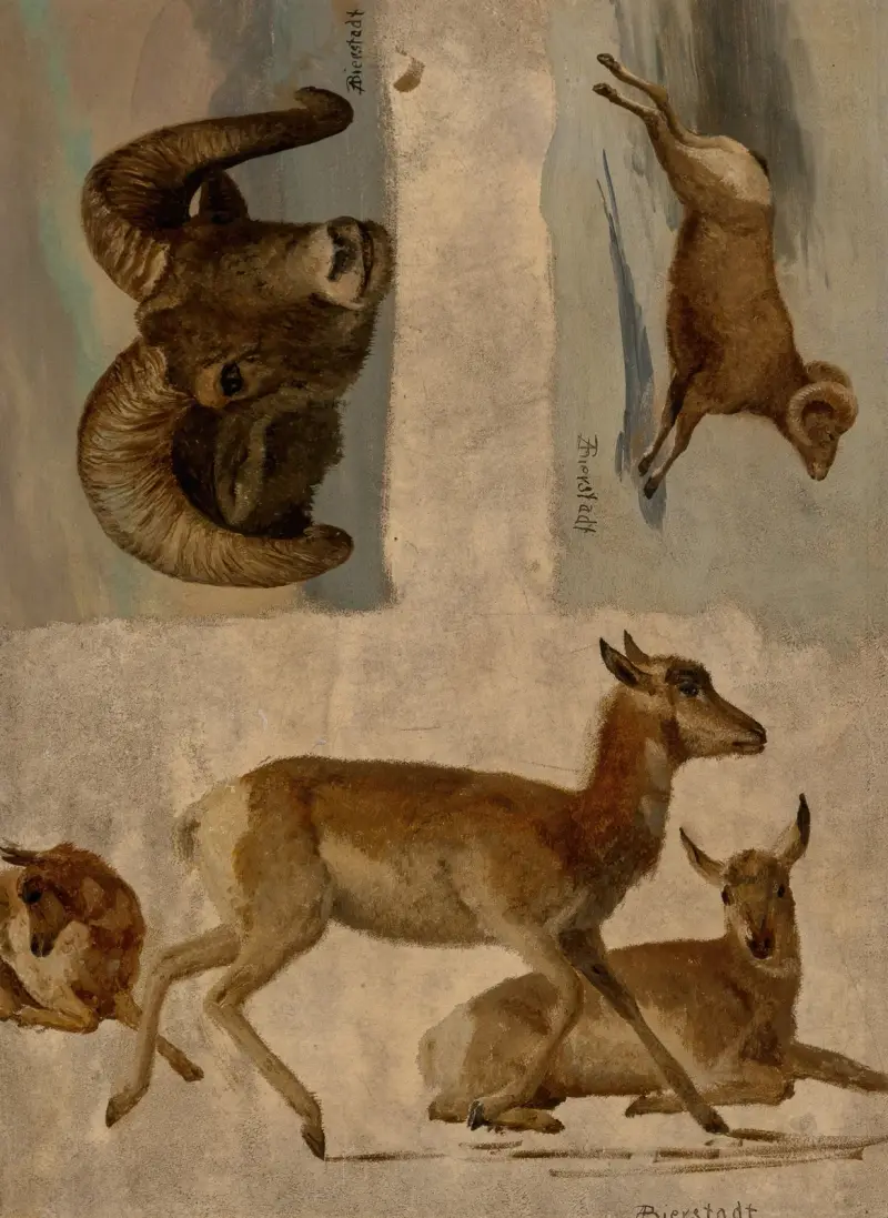 Studie av tjockhornsfår och antilop av Albert Bierstadt