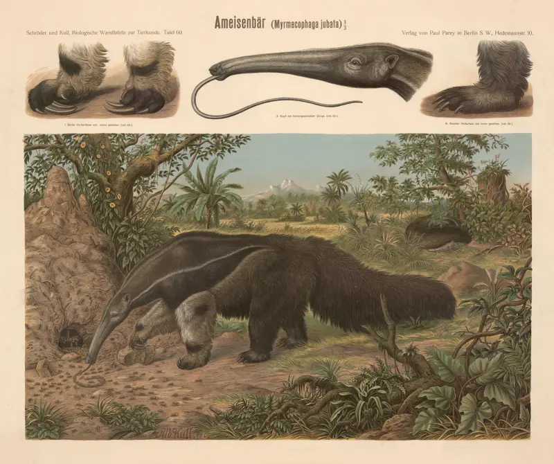 Ameisenbär (Myrmecophaga jubata) von Albert Kull