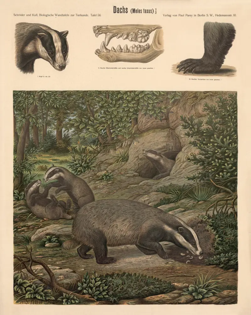Jezevec (Meles meles), Albert Kull