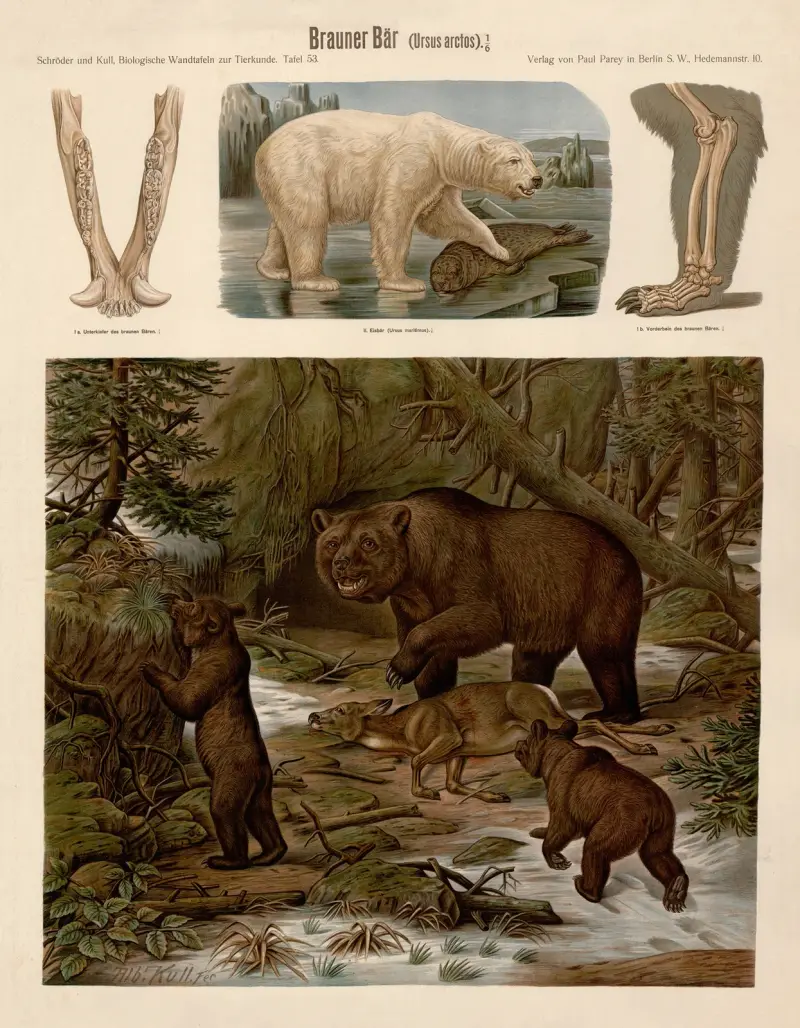 Niedźwiedź brunatny (Ursus arctos), Albert Kull