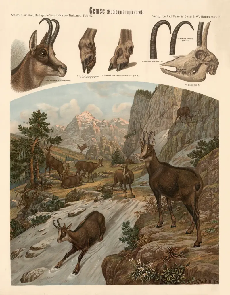 Kamzík (Rupicapra rupicapra), Albert Kull
