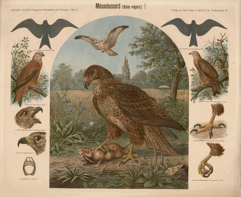 Káně lesní (Buteo vulgaris), Albert Kull
