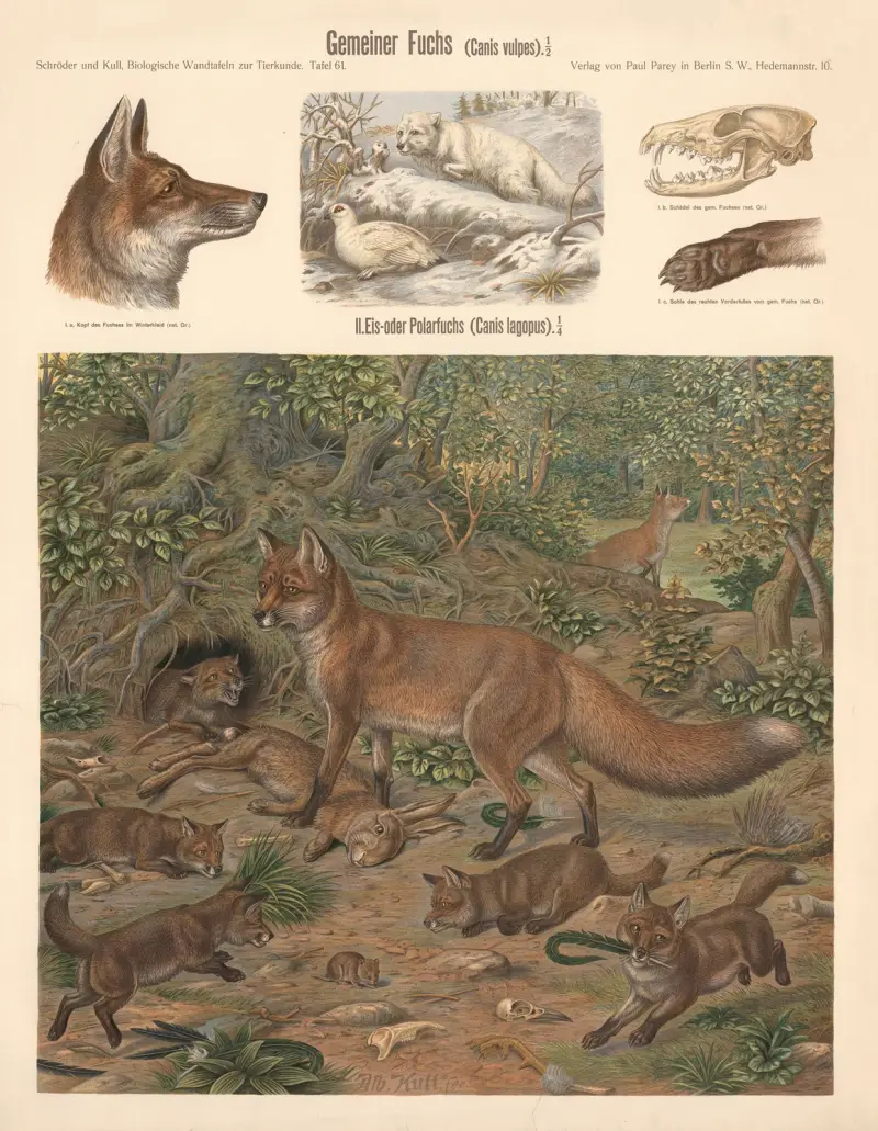 Liška obecná (Canis vulpes), Albert Kull
