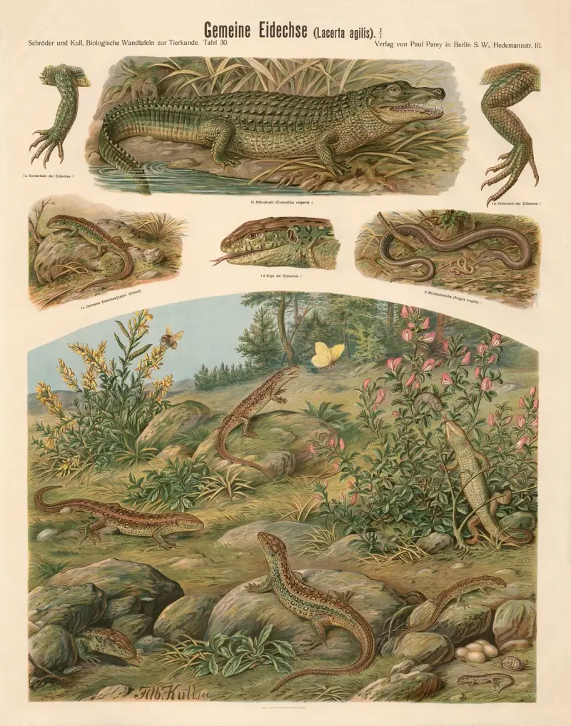 Ještěrka obecná (Lacerta agilis), Albert Kull