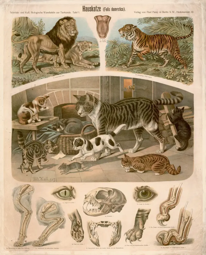 Domácí kočka (Felis domestica), Albert Kull