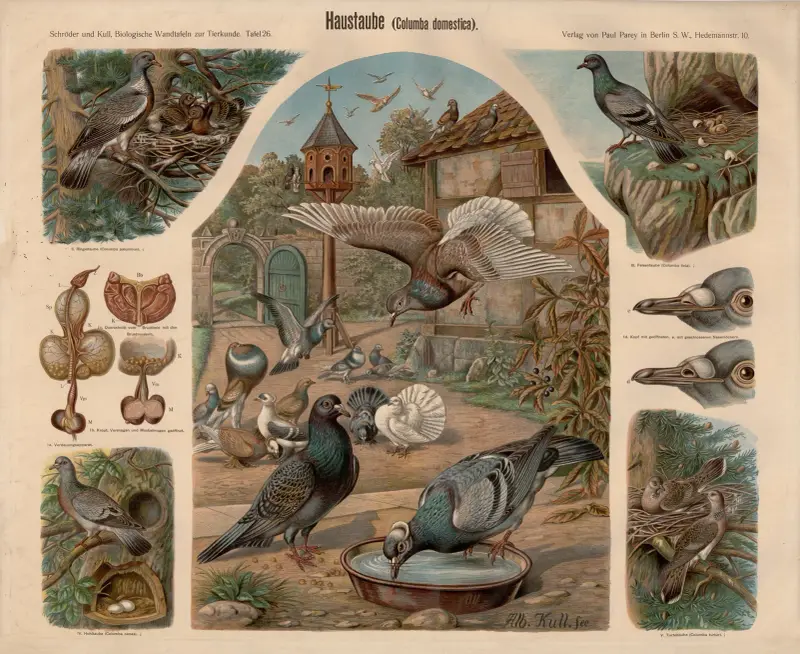 Gołąb domowy (Columba domestica), Albert Kull