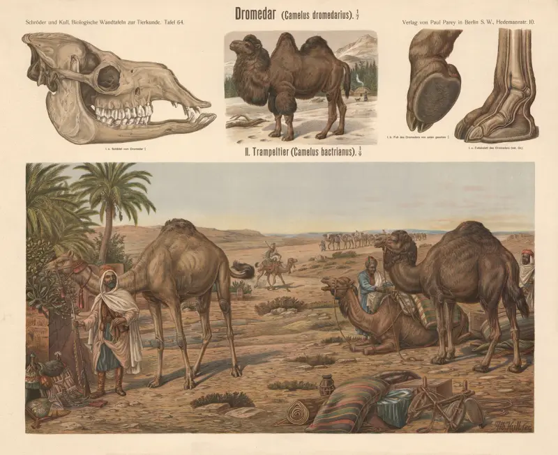 Dromedar (Camelus dromedarius) von Albert Kull