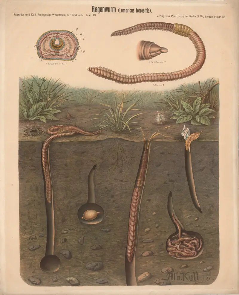 Žížala (Lumbricus terrestris), Albert Kull