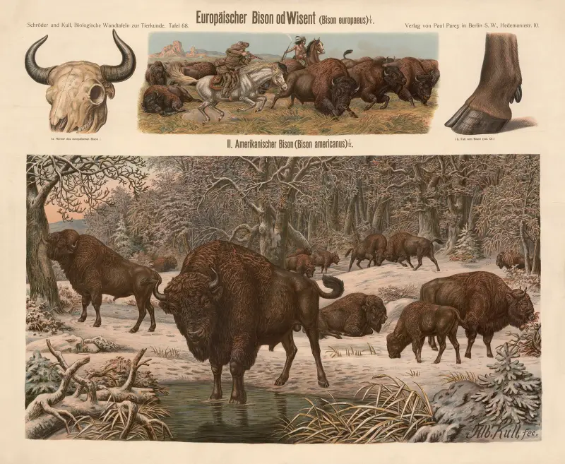 Evropský bizon (Bison europaeus), Albert Kull