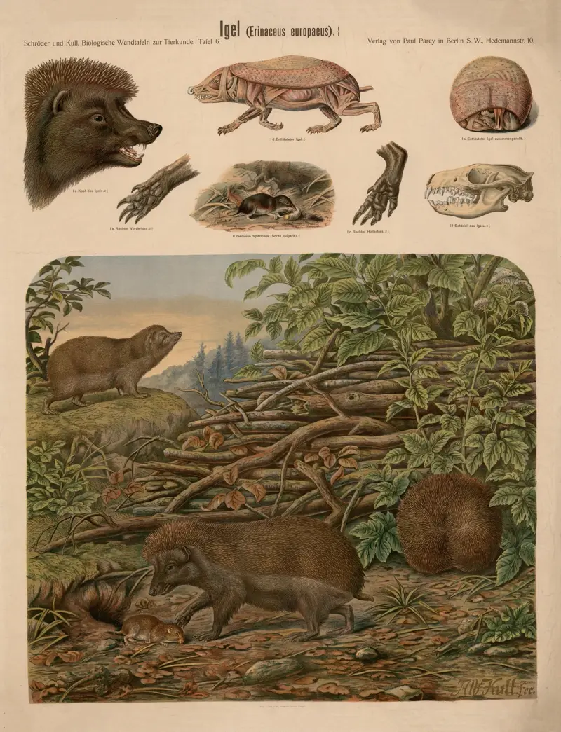 Europäischer Igel (Erinaceus europaeus) von Albert Kull