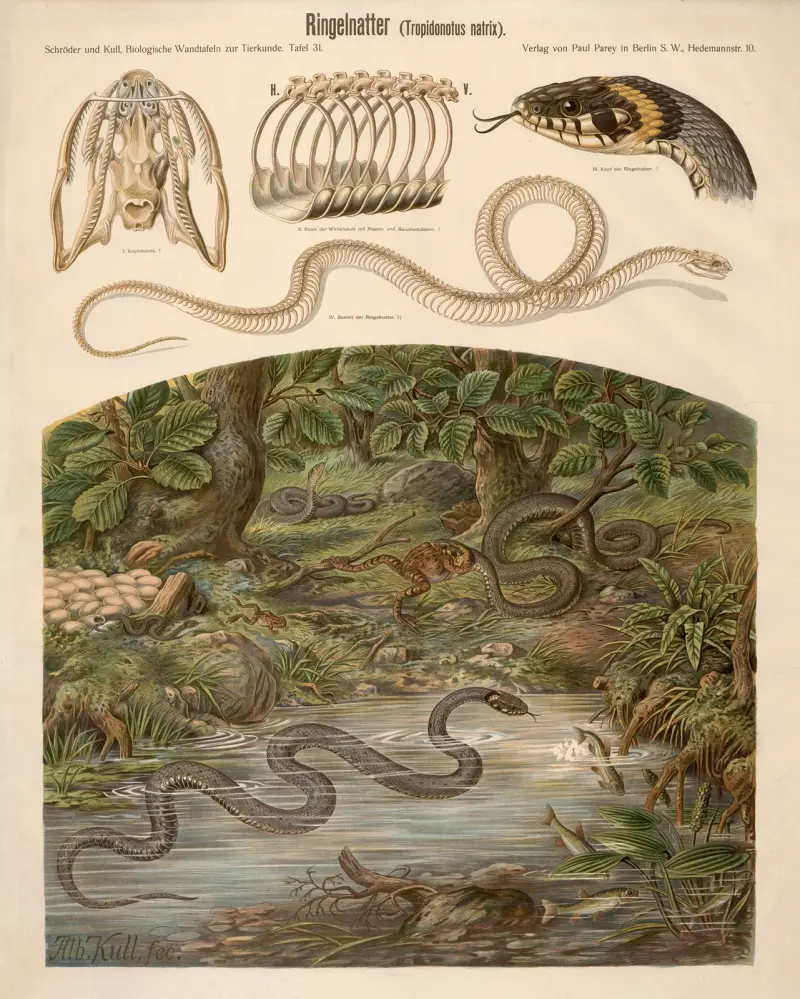 Užovka obojková (Tropidonotus natrix), Albert Kull