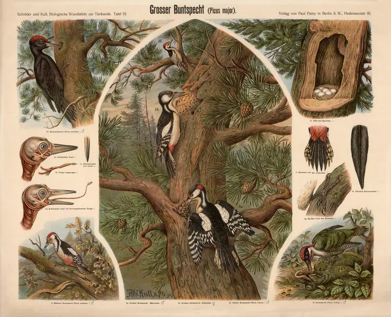 Buntspecht (Picus major) von Albert Kull