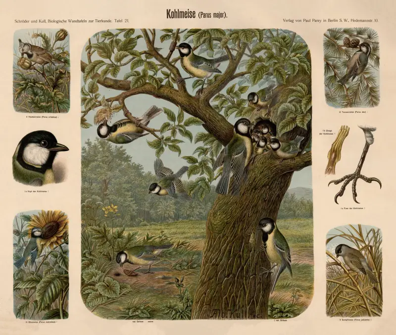 Kohlmeise (Parus major) von Albert Kull