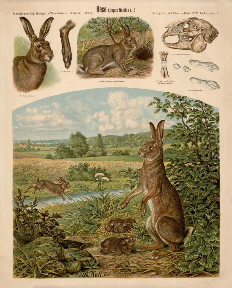Hase (Lepus timidus) von Albert Kull