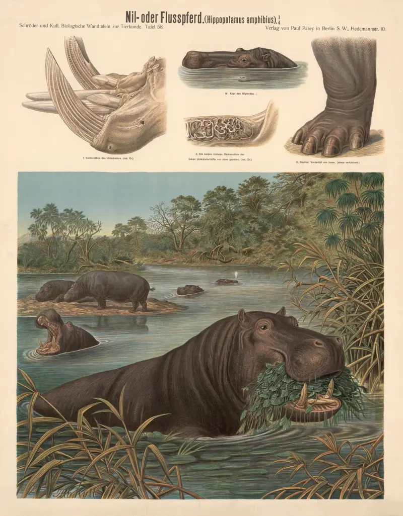 Hippopotamus (Hippopotamus amphibius), Albert Kull