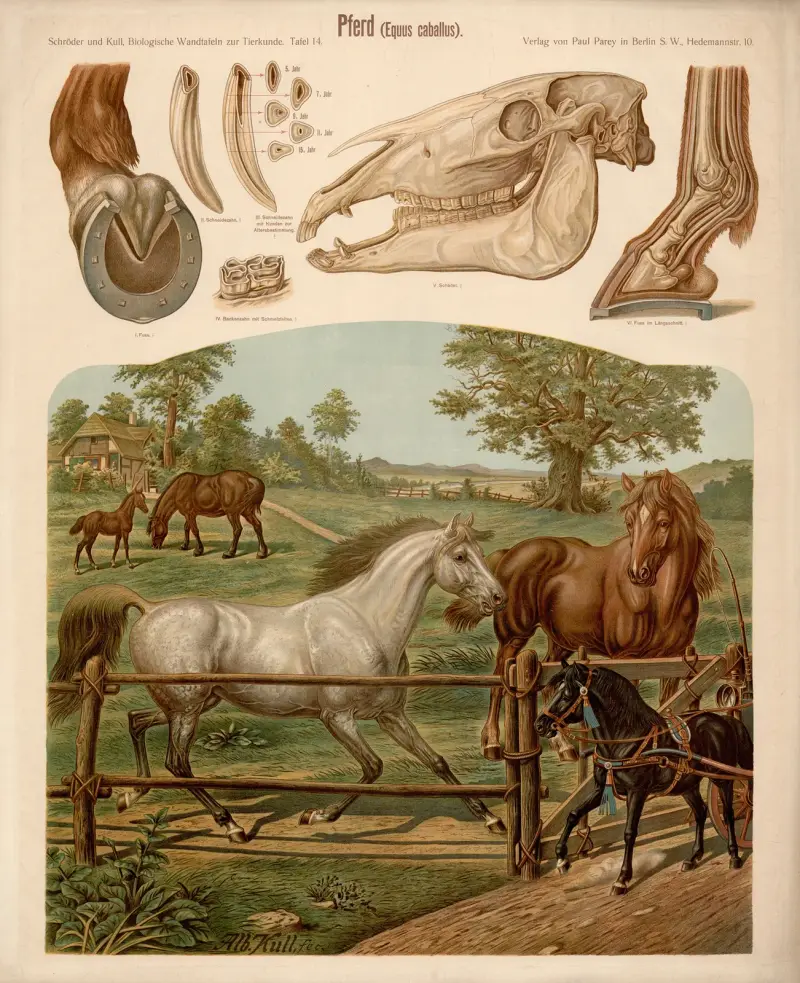 Kůň (Equus caballus) – Nr. 1, Albert Kull