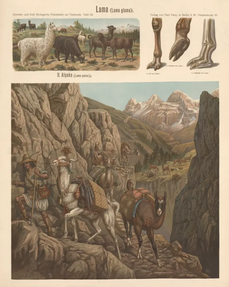 Lama (Lama glama), Albert Kull