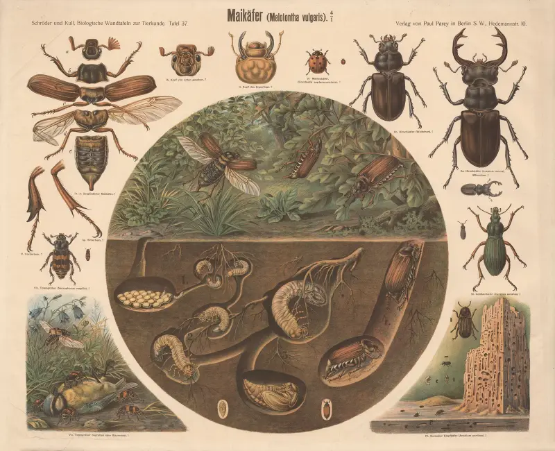 Chroust obecný (Melolontha vulgaris), Albert Kull