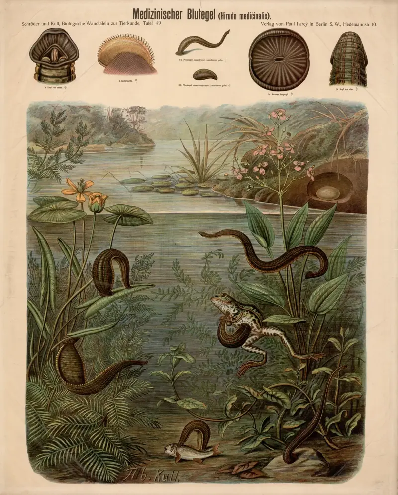 Blutegel (Hirudo medicinalis) von Albert Kull