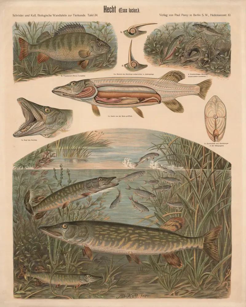 Štika (Esox lucius), Albert Kull