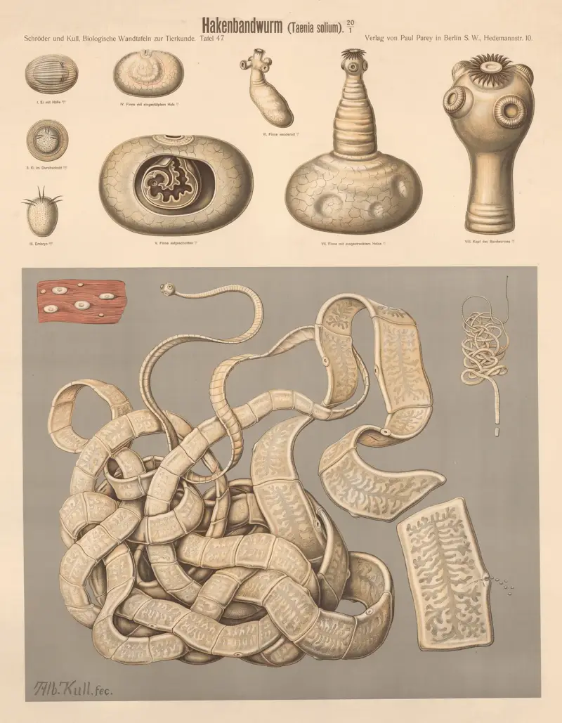Vepřová tasemnice (Taenia solium), Albert Kull