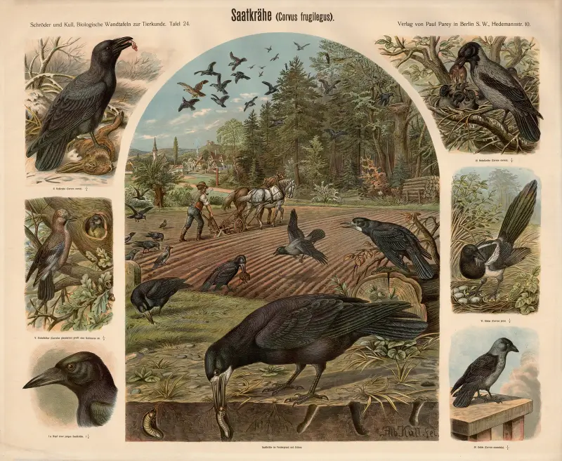 Rook (Corvus frugilegus), Albert Kull