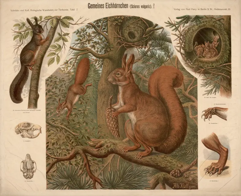 Squirrel (Sciurus vulgaris) av Albert Kull