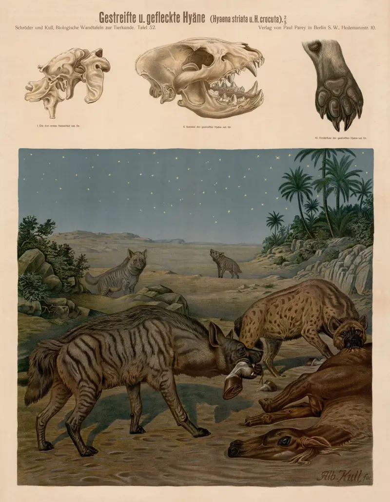 Streifenhyäne und Tüpfelhyäne (Hyaena striata und Hyena crocuta) von Albert Kull