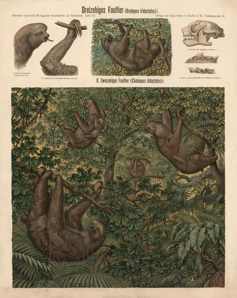 Dreizehenfaultier (Bradypus tridactylus) von Albert Kull