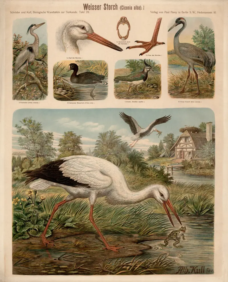 Čáp bílý (Ciconia alba), Albert Kull