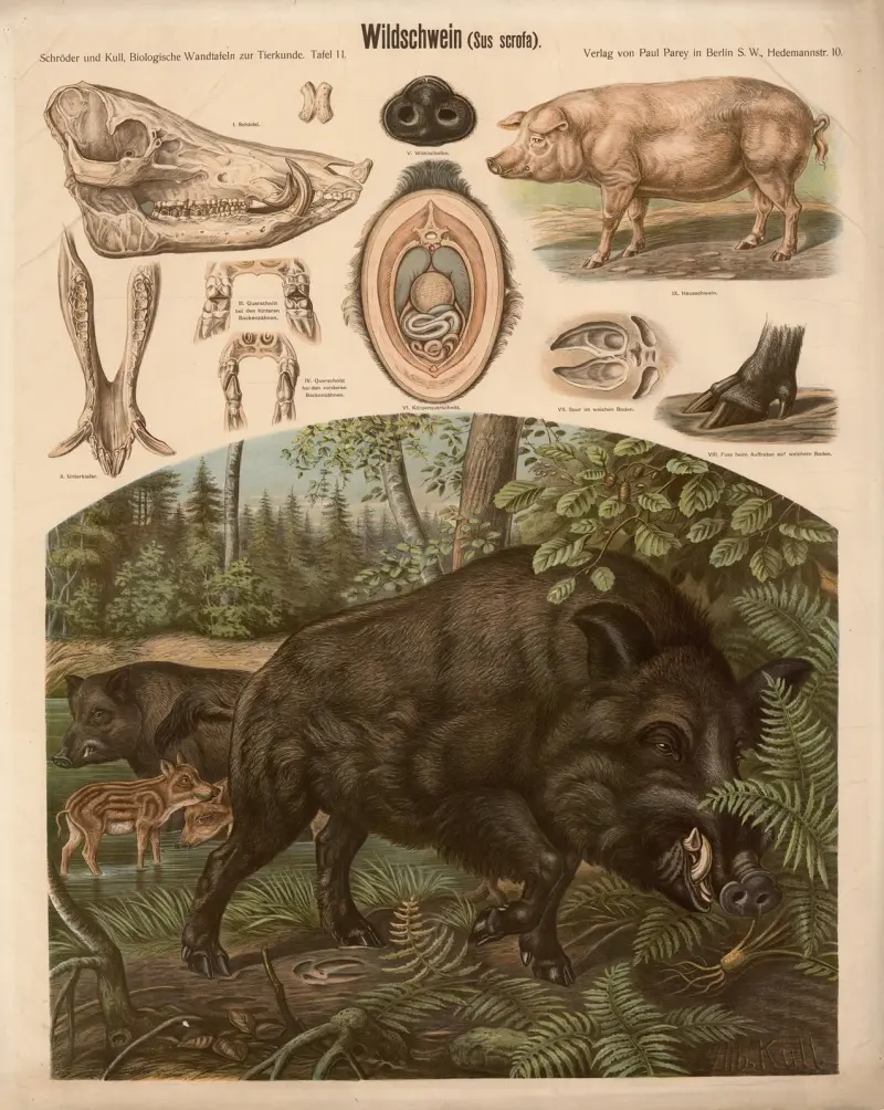 Divoké prase (Sus scrofa), Albert Kull