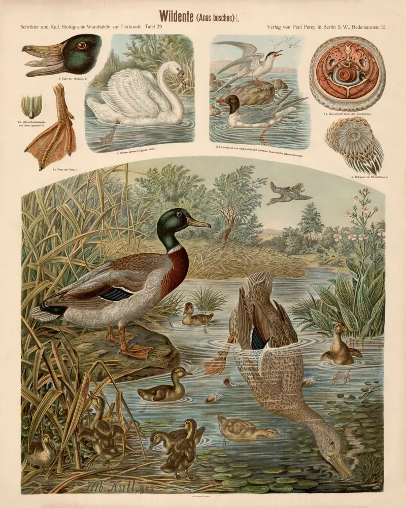 Wildente (Anas boschas) von Albert Kull