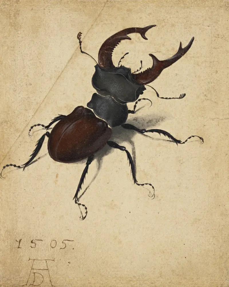Roháč obecný, Albrecht Dürer