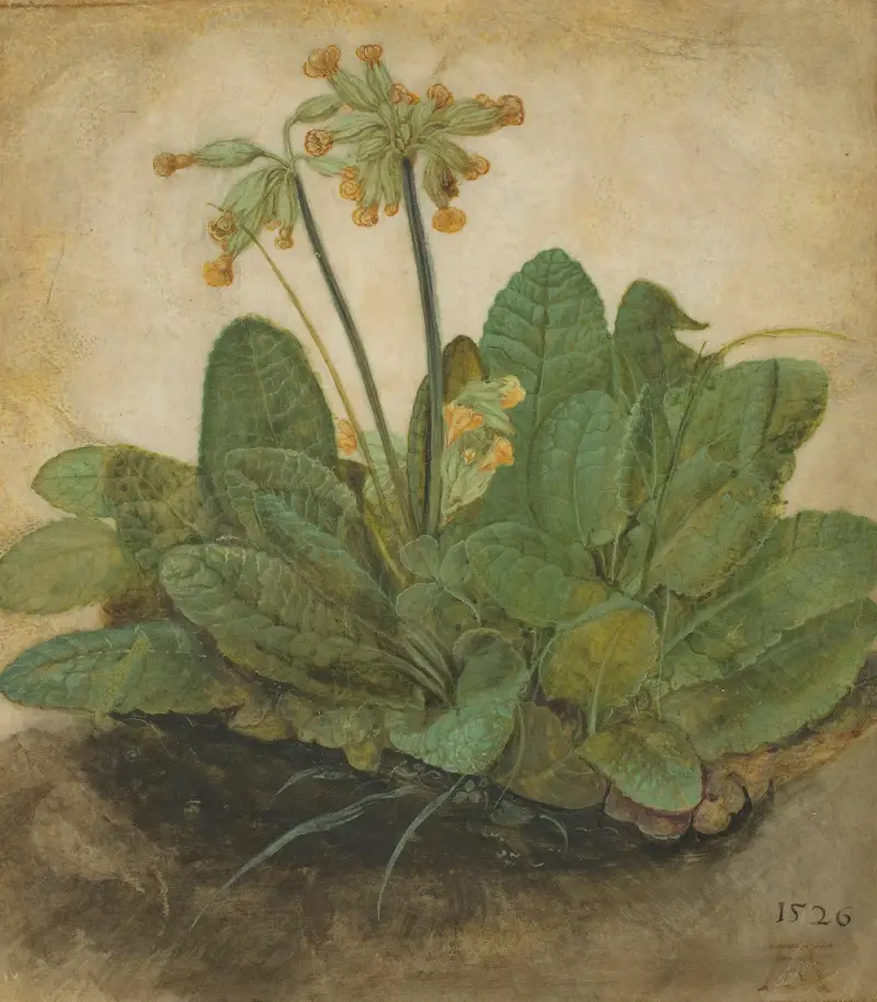 Tuft of Cowslips av Albrecht Dürer