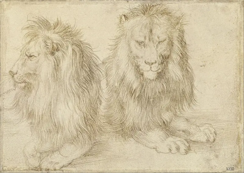 Zwei sitzende Löwen von Albrecht Dürer