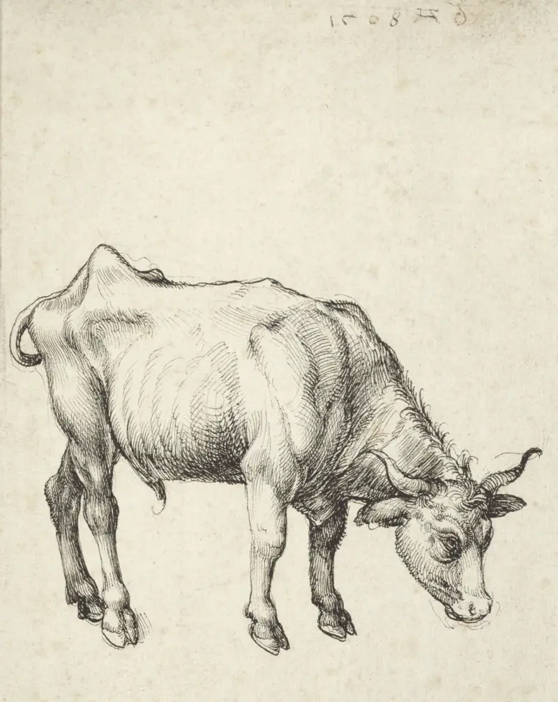 Mladý býk, Albrecht Dürer