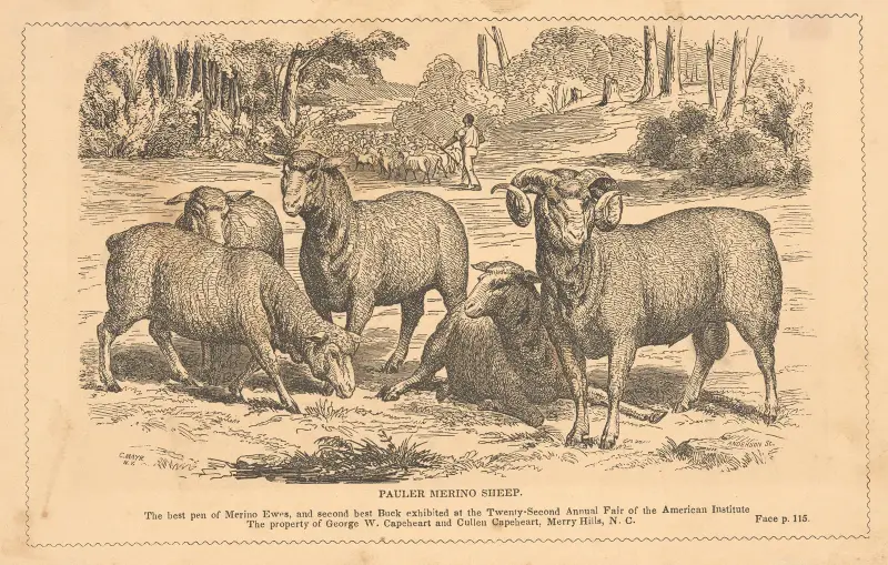 Pauler merino sheep av Alexander Anderson