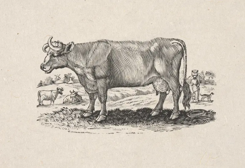 Den holsteinska eller holländska rasen av Alexander Anderson