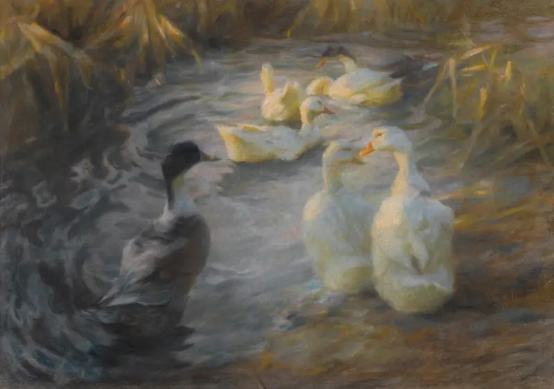 Ankor bland vass i en damm av Alexander Koester