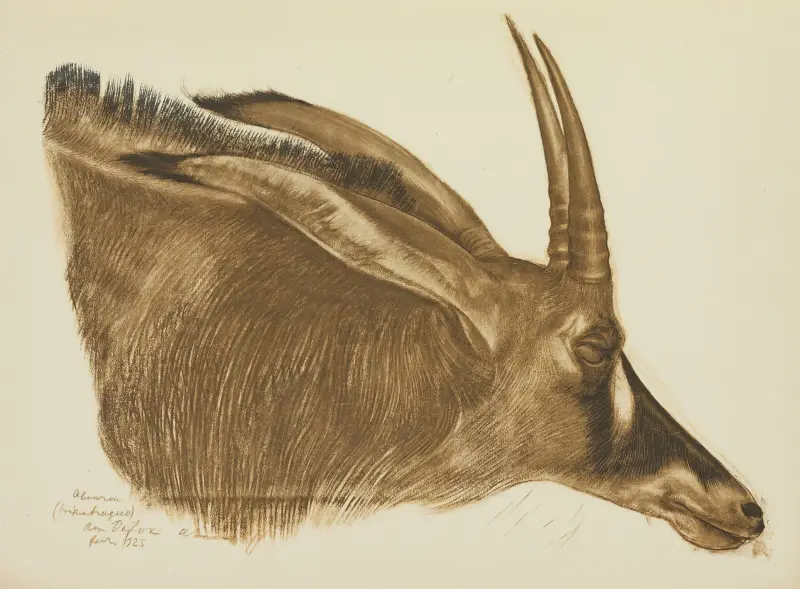Antilopa koňská (Am Dafok), Alexandre Jacovleff