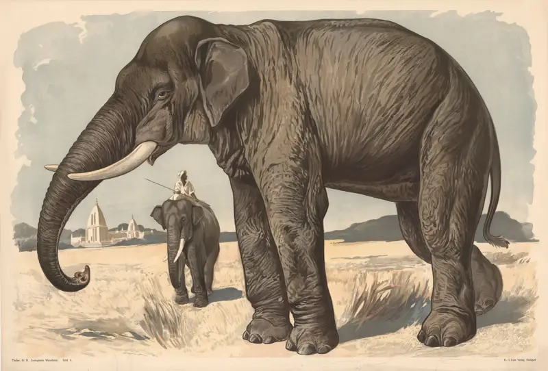 Elefant von Alfred Fiedler