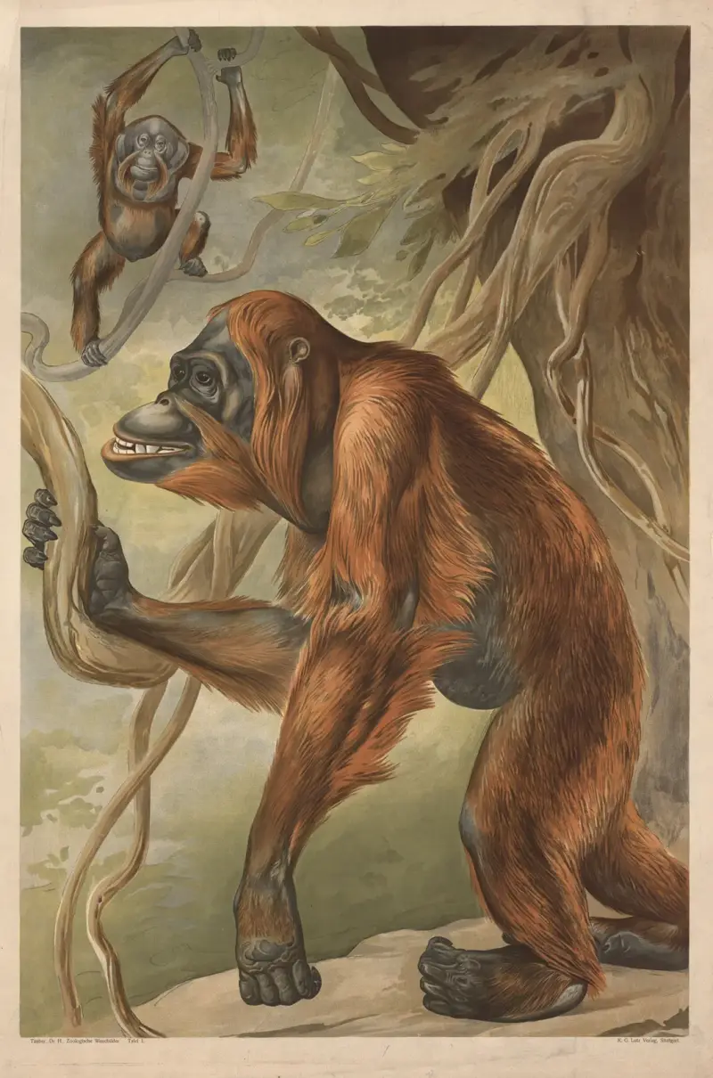Orangutan av Alfred Fiedler