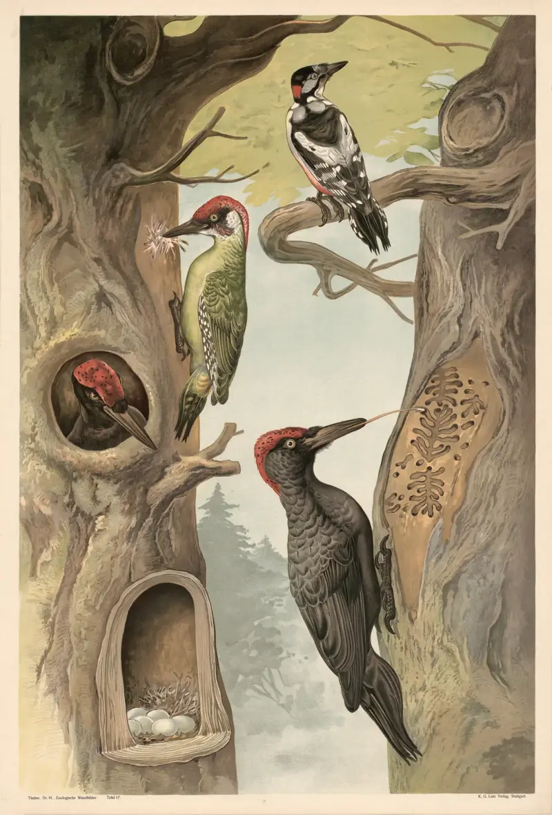 Woodpecker av Alfred Fiedler
