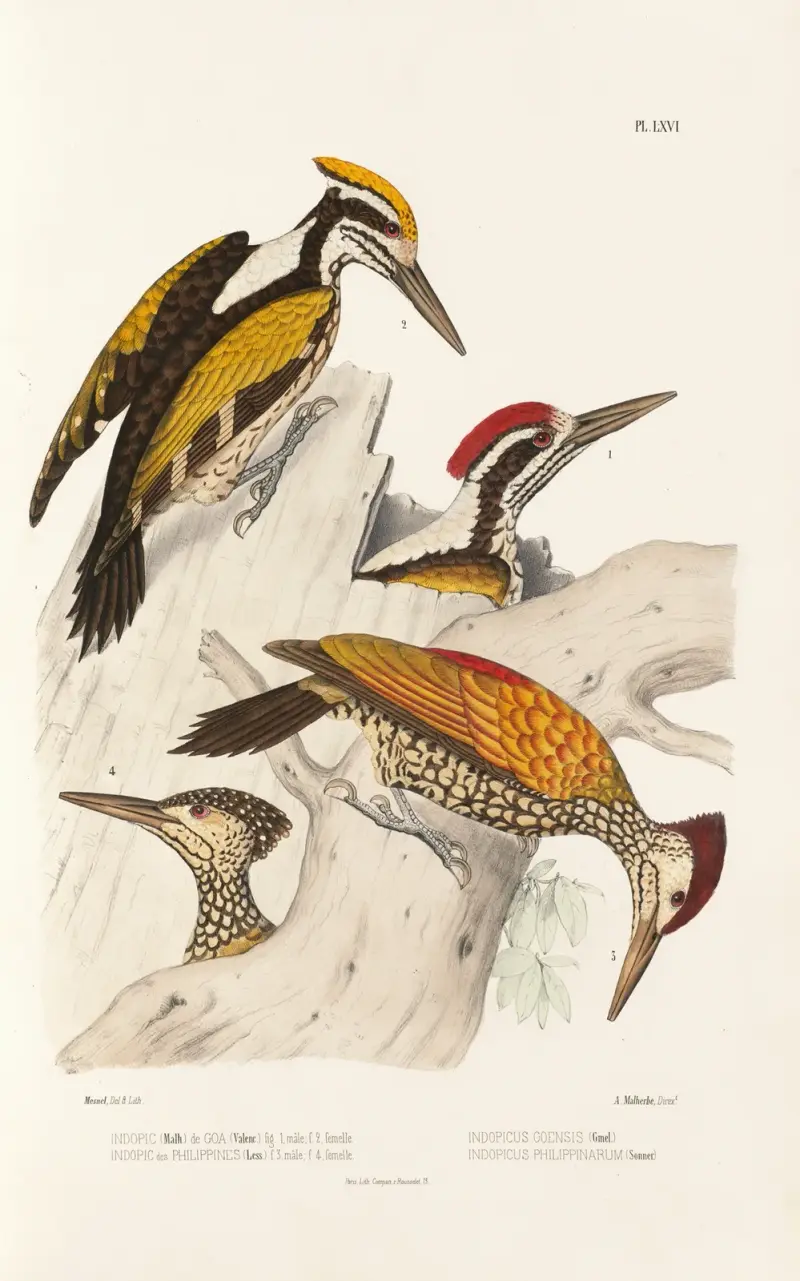 Monographie des picidées pl05 av Alfred Malherbe