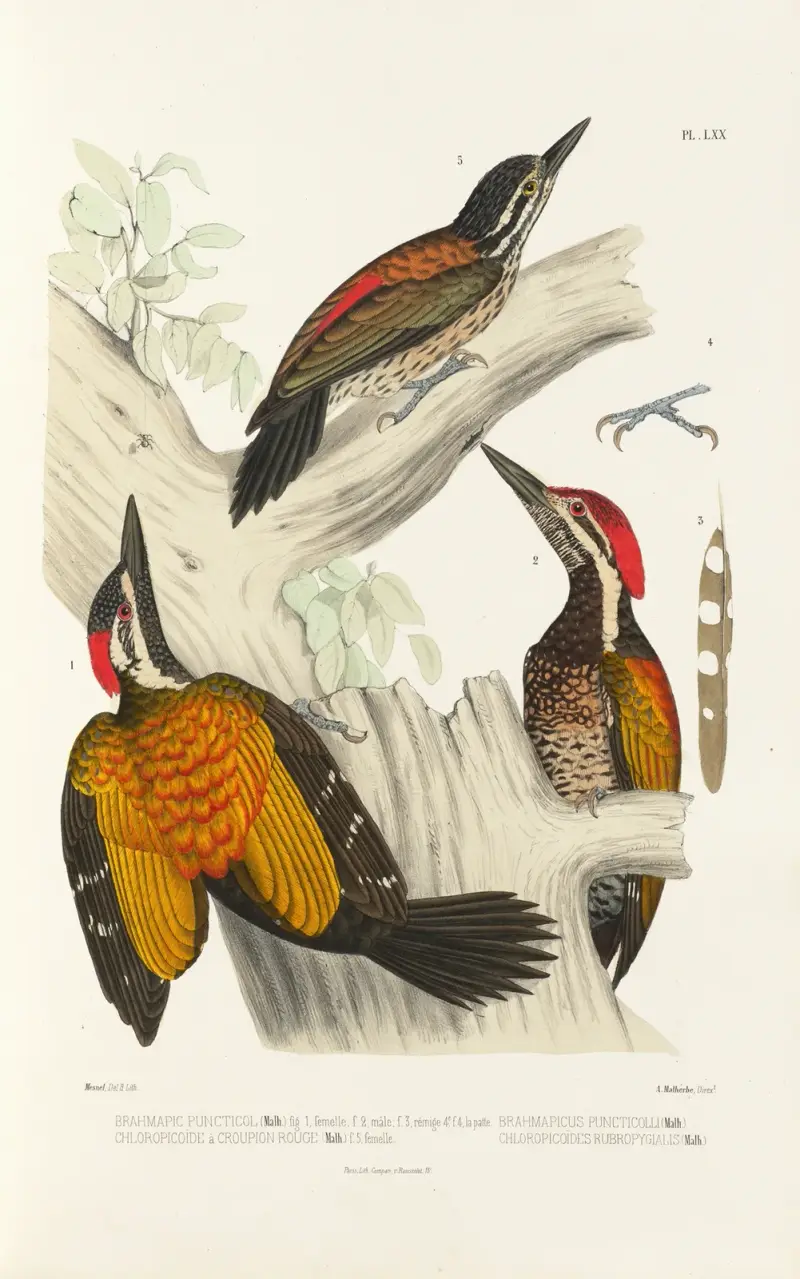 Monographie des picidées pl09 av Alfred Malherbe
