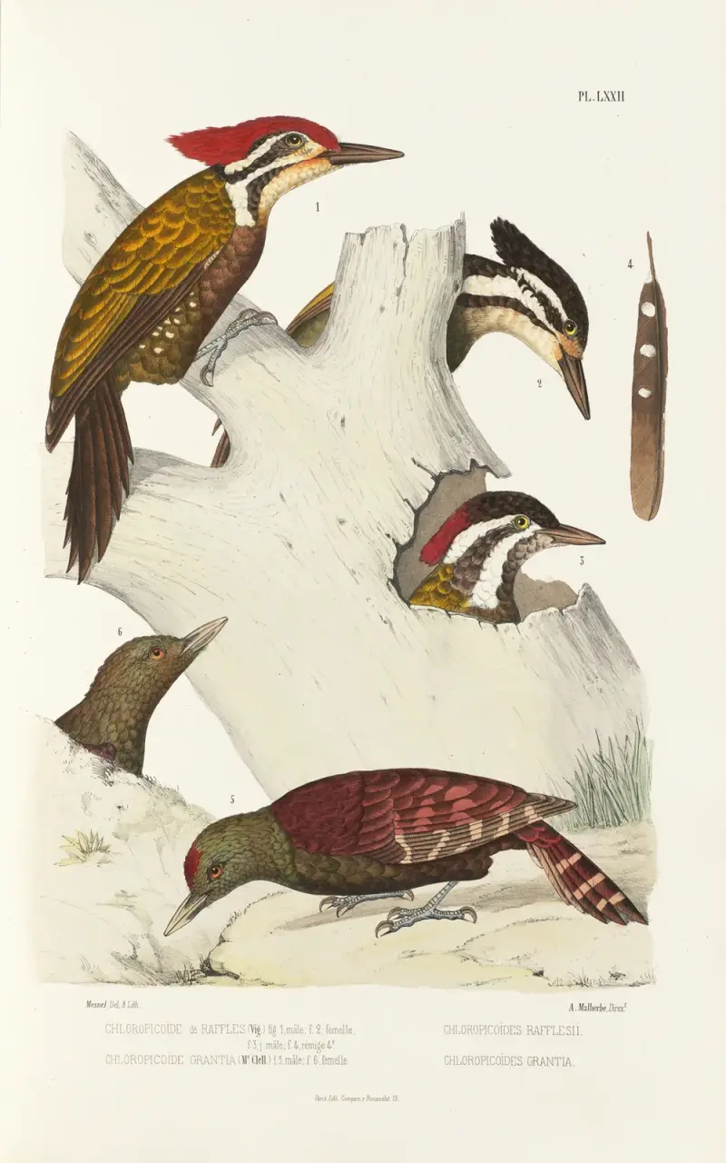 Monographie des picidées pl11 av Alfred Malherbe