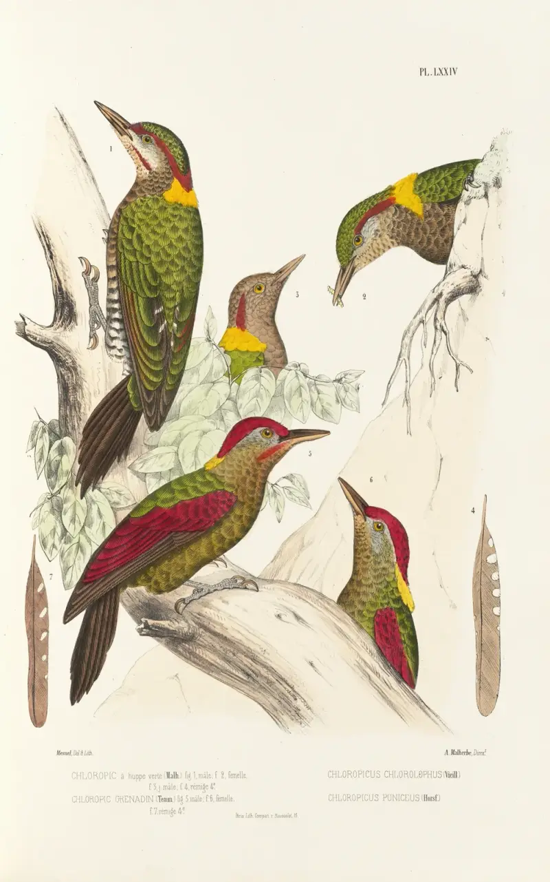 Monographie des picidées pl13 av Alfred Malherbe
